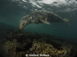 A Seal taken at the Farn Islands in the UK by Graham Watters 